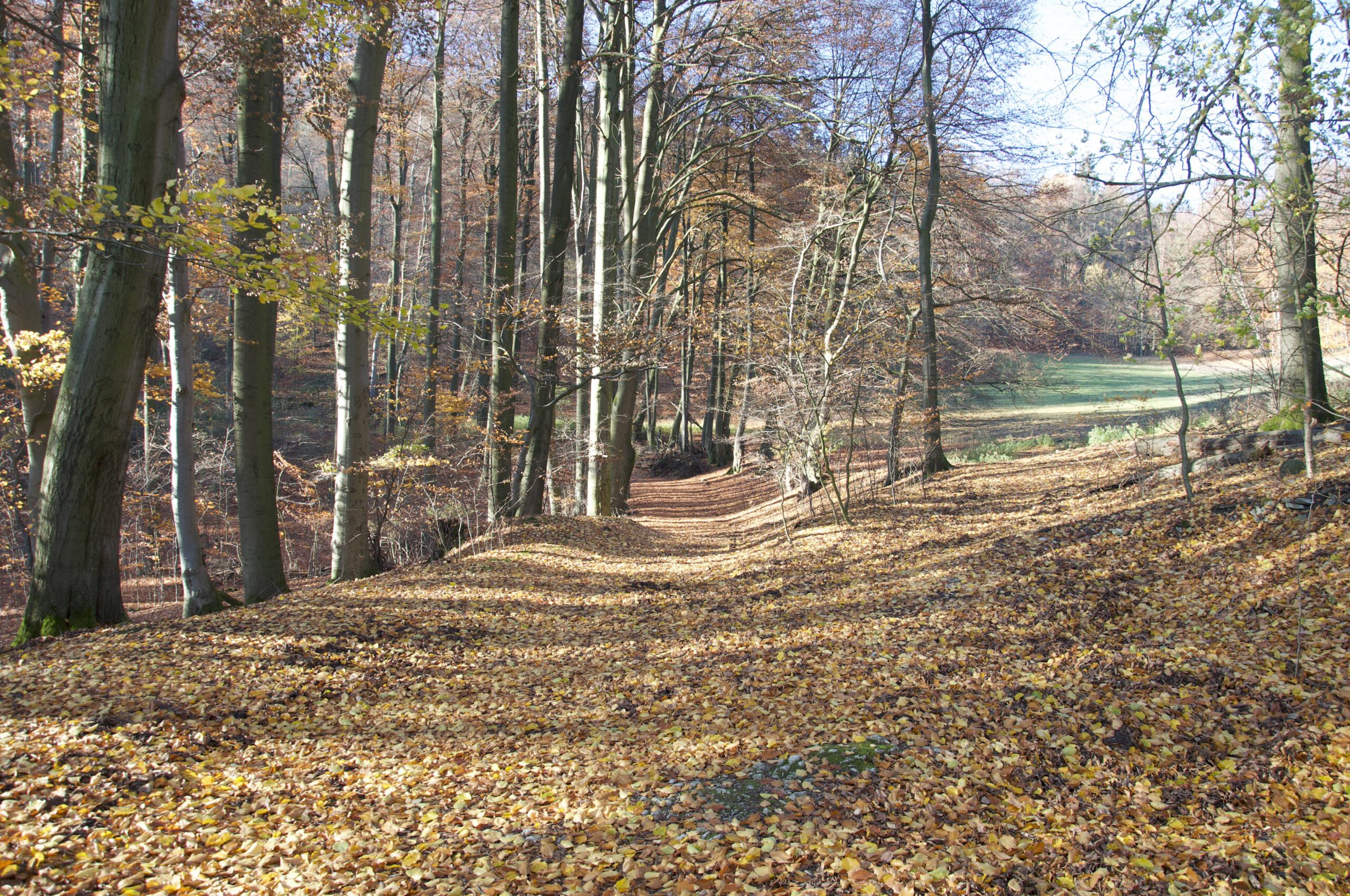wanderwege_01 Wanderweg im Teutoburger Wald bei Heiligenkirchen im Herbst